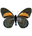 Pterourus euterpinus(F)