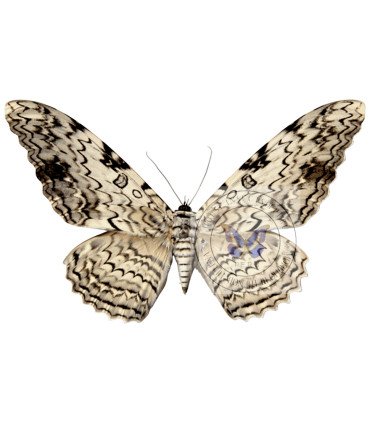 Noctuidae  Tyzania agrippina