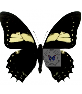 PAPILIONIDAE