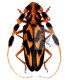 Cerambycidae battus barbiconis