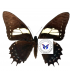 PAPILIONIDAE