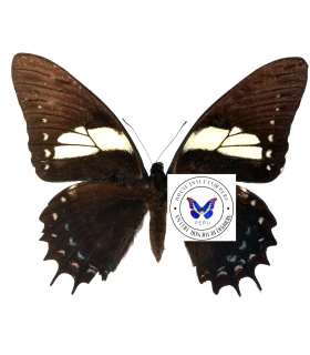 PAPILIONIDAE