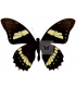 PAPILIONIDAE