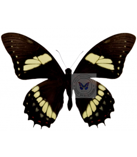 PAPILIONIDAE