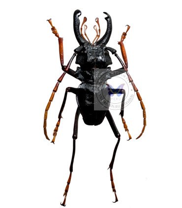 Cerambycidae Prionocalus Cacicus