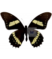 Pterourus menatius coelebs