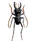 Cerambycidae Prionocalus Cacicus