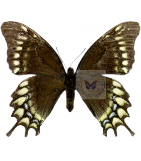 PAPILIONIDAE
