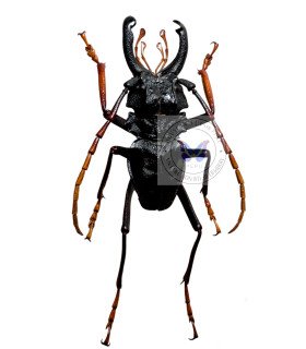 Cerambycidae Prionocalus Cacicus