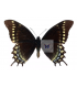 PAPILIONIDAE