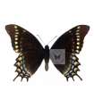 Papilio warscewiczi jelski(F)