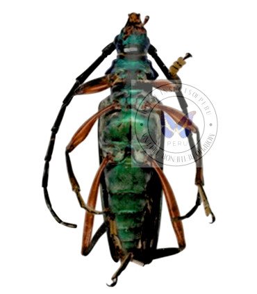 Cerambycidae  Mionochroma Vittatum