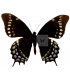 PAPILIONIDAE
