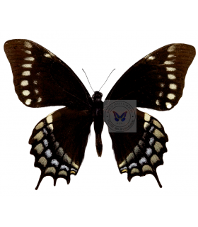 PAPILIONIDAE
