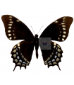 Papilio  warscewiczi  mercedes