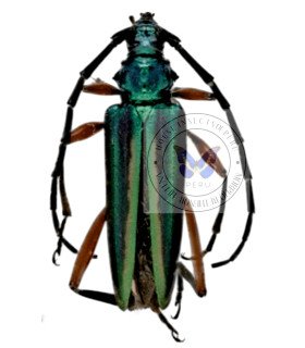 Cerambycidae  Mionochroma Vittatum