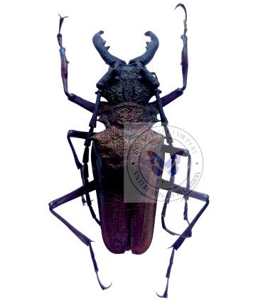 Cerambycidae  psalidognathus friendi