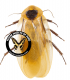 HEMIPTERA