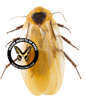 HEMIPTERA