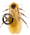 Blaberus giganteus