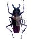 Cerambycidae  psalidognathus friendi
