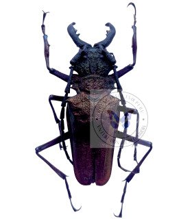 Cerambycidae  psalidognathus friendi