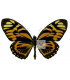 PAPILIONIDAE