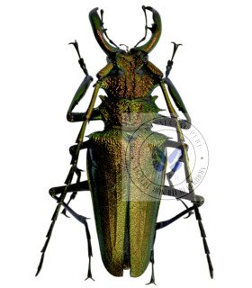 Cerambycidae  psalidognathus superbus
