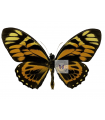 Papilio  zagreus batesi