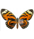 PAPILIONIDAE
