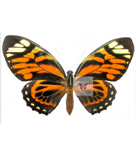 PAPILIONIDAE