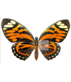Papilio  zagreus batesi (F)