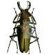 Cerambycidae  psalidognathus superbus