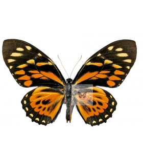 PAPILIONIDAE
