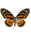 P.  zagreus chrysoxanthus