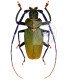 Cerambycidae Mallaspis scutellaris