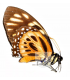 PAPILIONIDAE