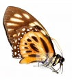 P.zagreus chrysoxanthus(F)