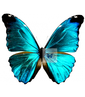 Morpho absoloni absoloni
