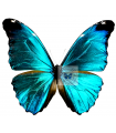 Morpho absoloni absoloni