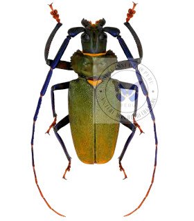 Cerambycidae Mallaspis scutellaris