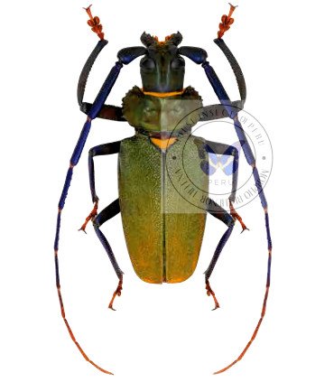 Cerambycidae Mallaspis scutellaris