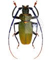 Mallaspis scutellaris A.1/A.1-