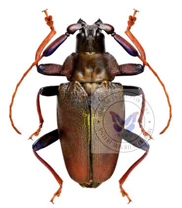 Cerambycidae Hileolaspis aurata