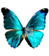 Morpho absoloni absoloni A.1-