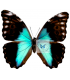Morpho absoloni (F)A.1