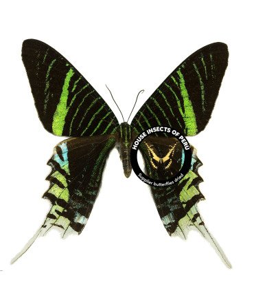 Uraniidae Urania leilus