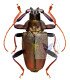 Cerambycidae Hileolaspis aurata