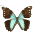 MORPHIDAE
