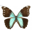 Morpho absoloni (F)A.1-